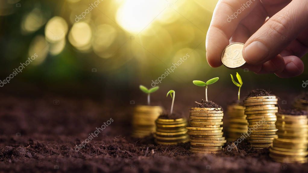 Investment Concept. Plant Growing In Savings Coins Money