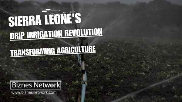 Sierra Leone's Drip Irrigation Revolution